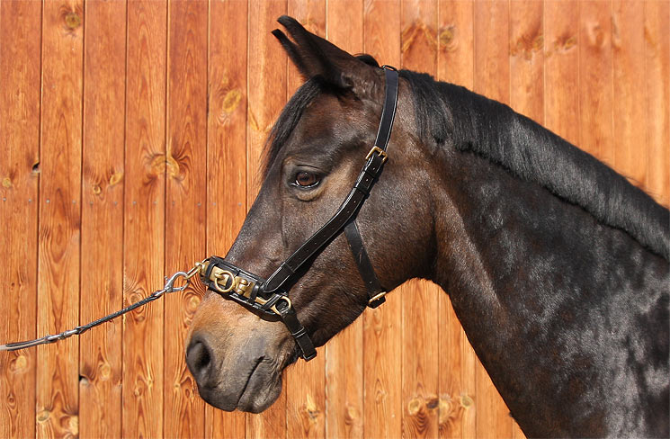 Das Großpferde-Modell der Marke Solibel von Busse, das beinahe alle Merkmale eines guten, anatomisch korrekten Kappzaums besitzt. Das kleinere Ponymodell der Firma ist ebenfalls sehr ausgereift.